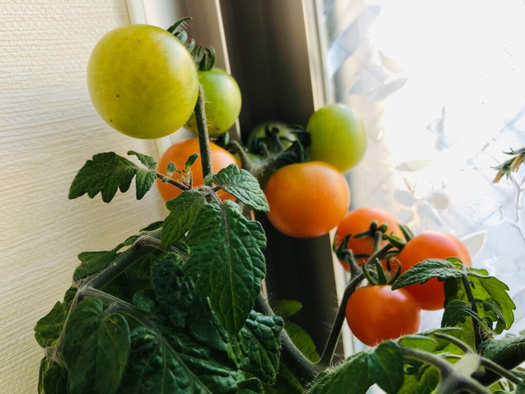 水耕栽培のトマトが色づいてきました。